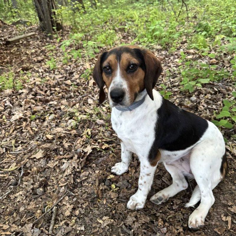 Beagle