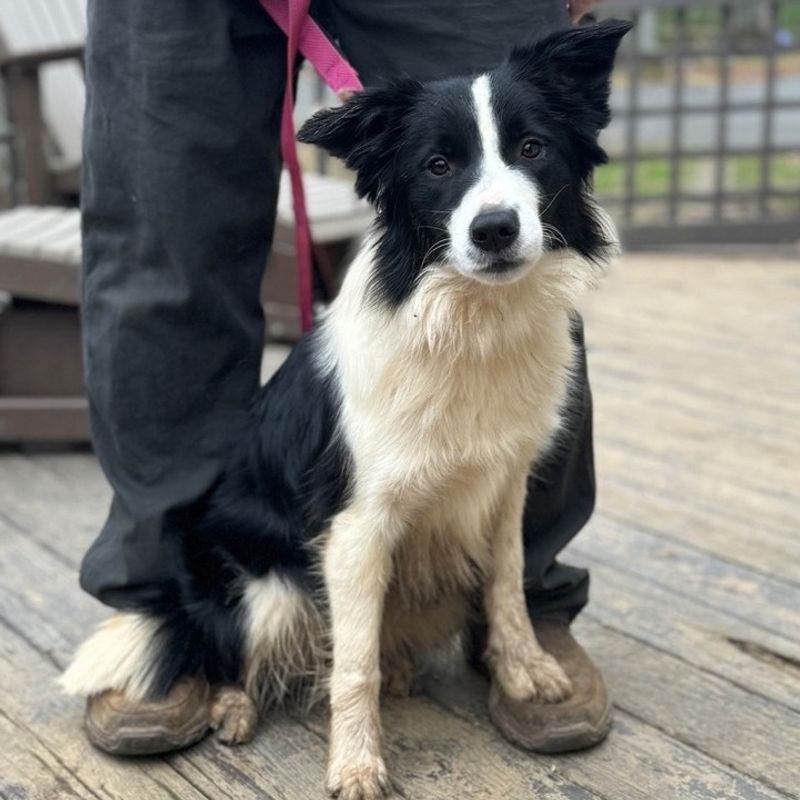 Border Collie