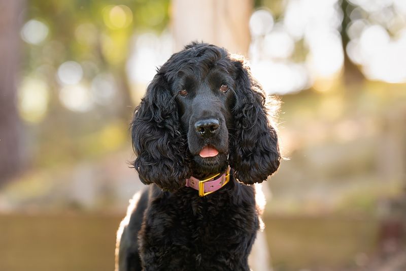 Cocker Spaniel