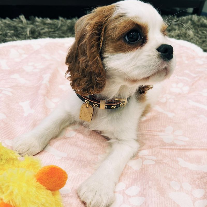 Cavalier King Charles Spaniel