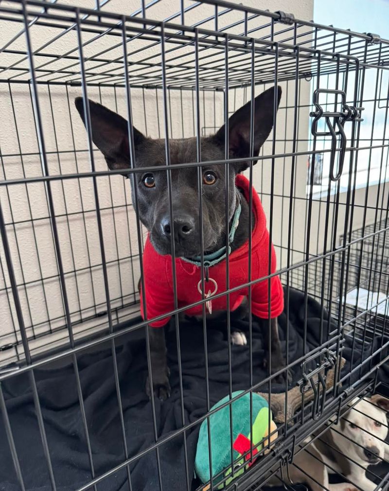Chihuahua