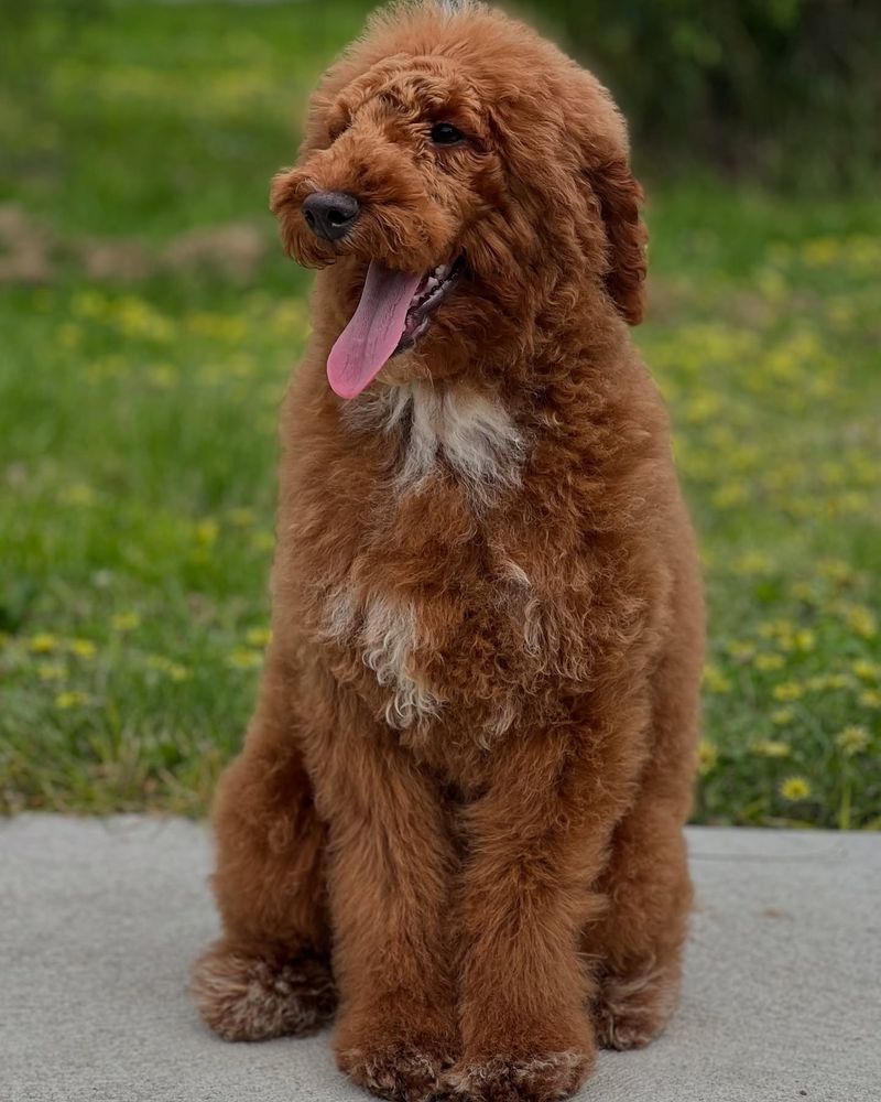 Poodle