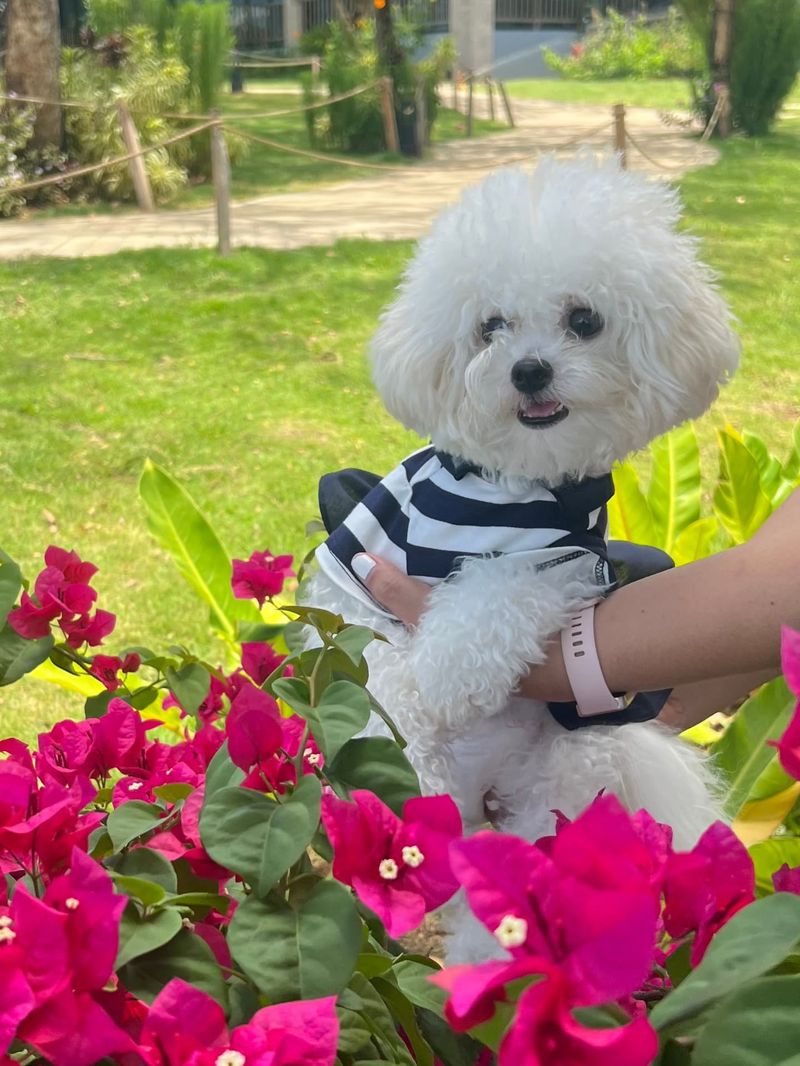Bichon Frise