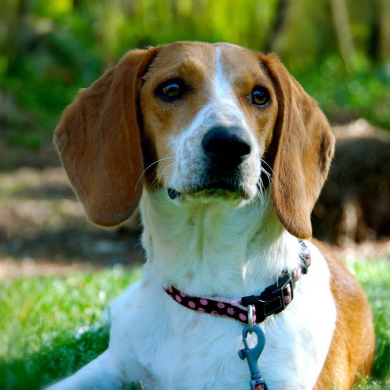 Beagle