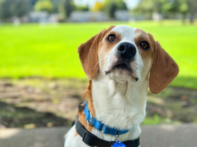 Beagle