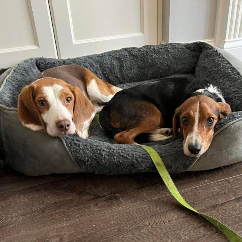 Beagle