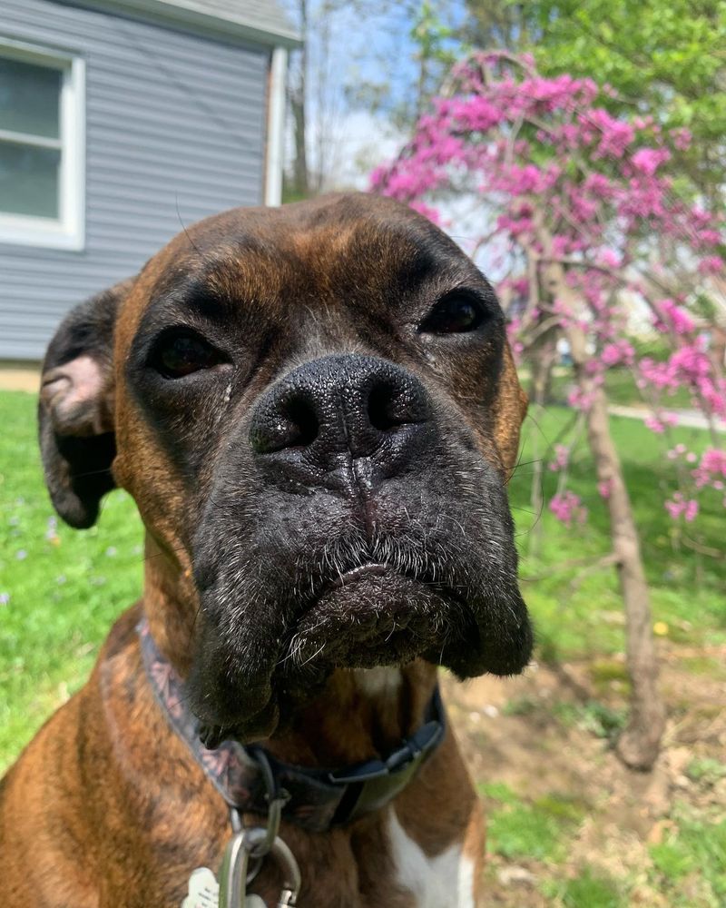 Boxer