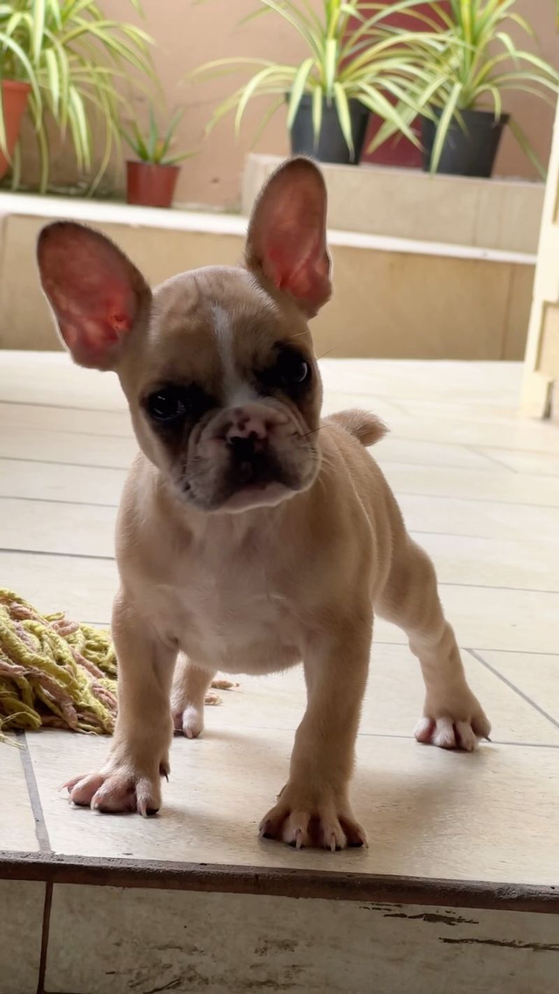 French Bulldog