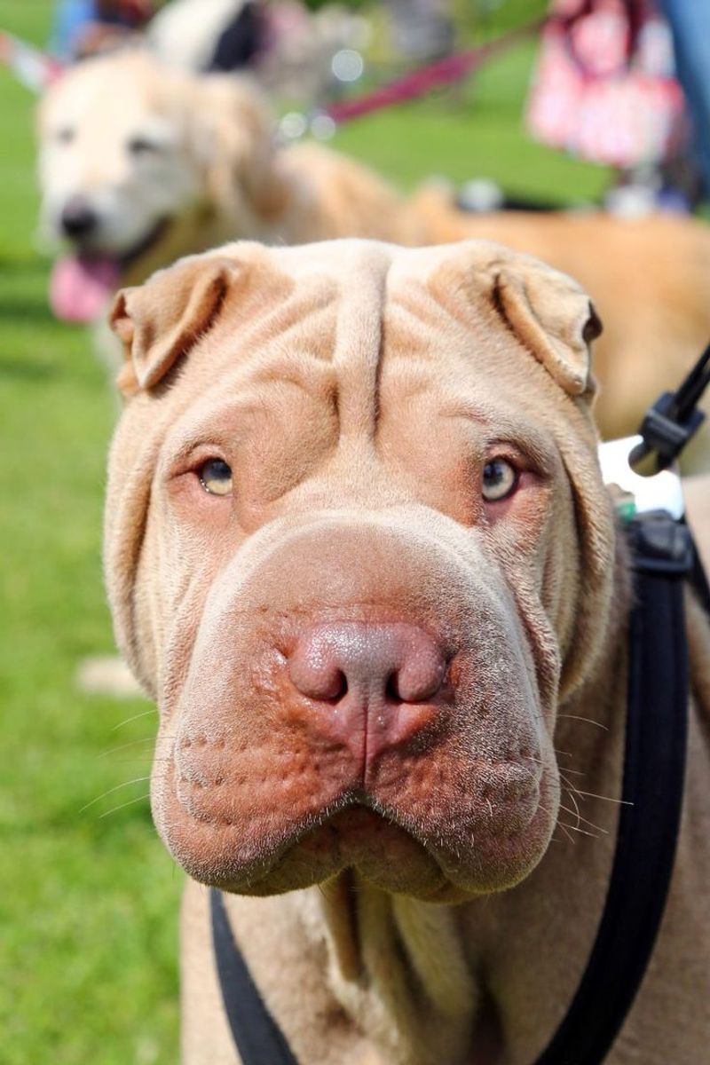 Shar Pei