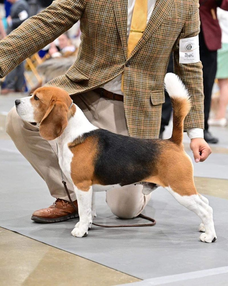Beagle
