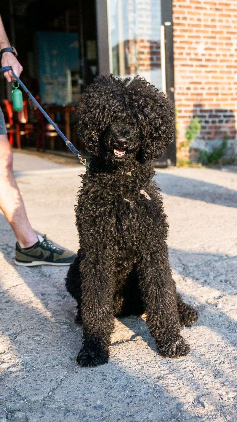Poodle