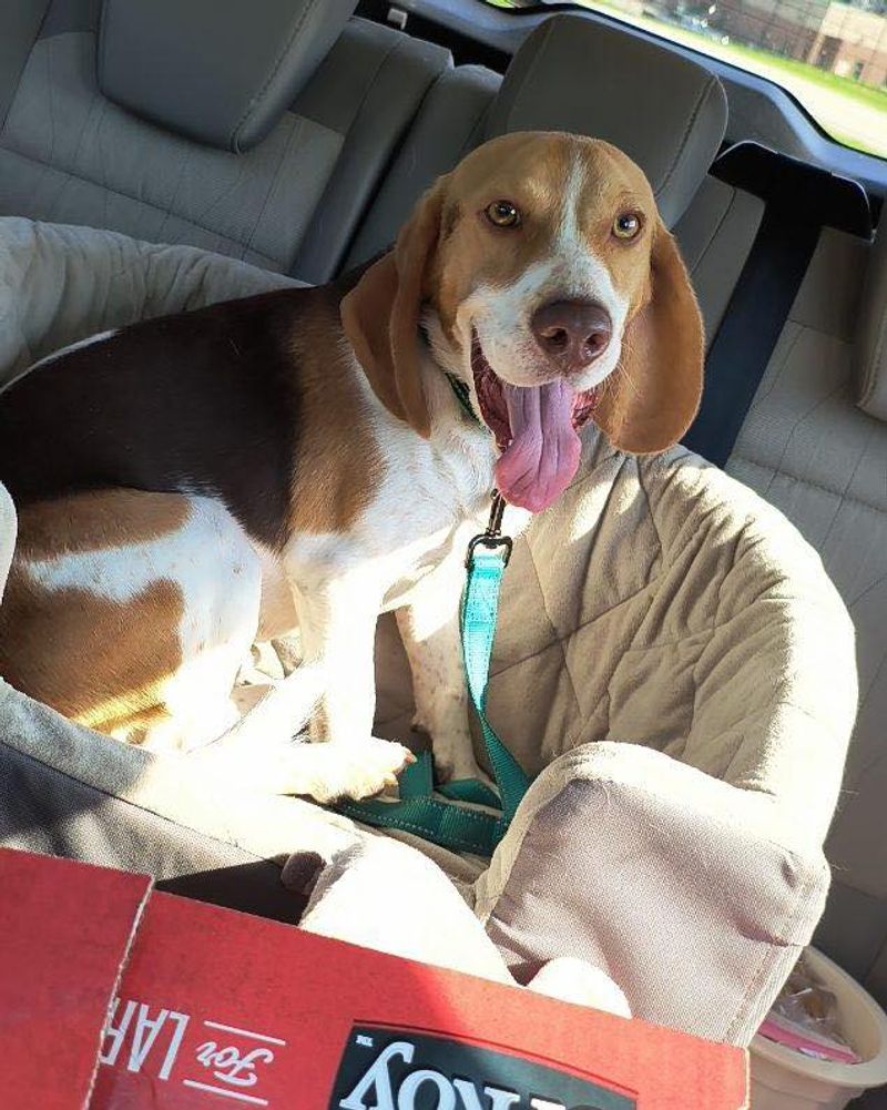 Beagle