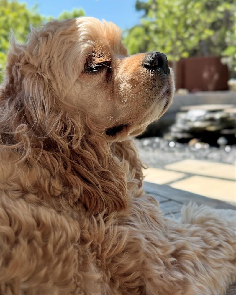 Cocker Spaniel