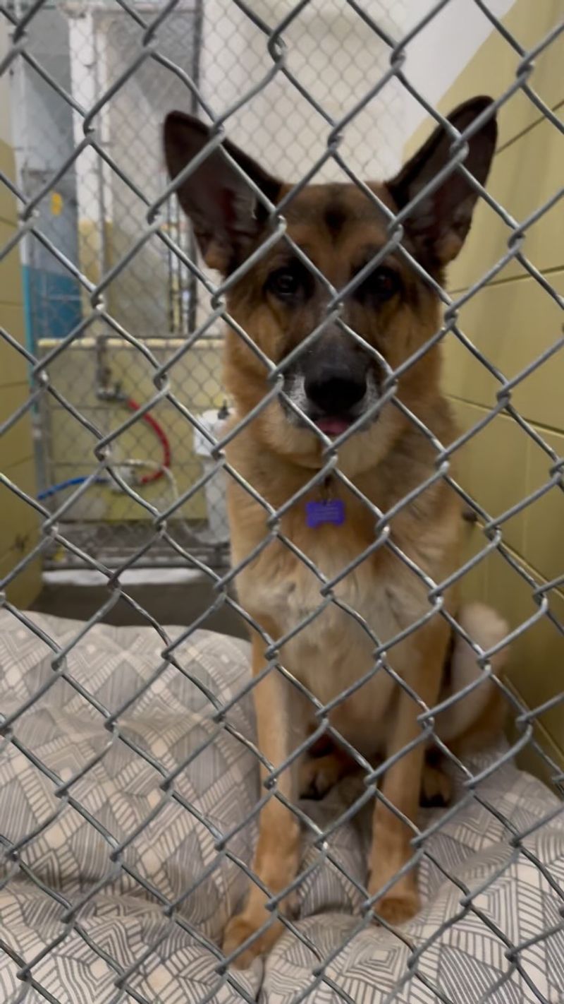German Shepherd