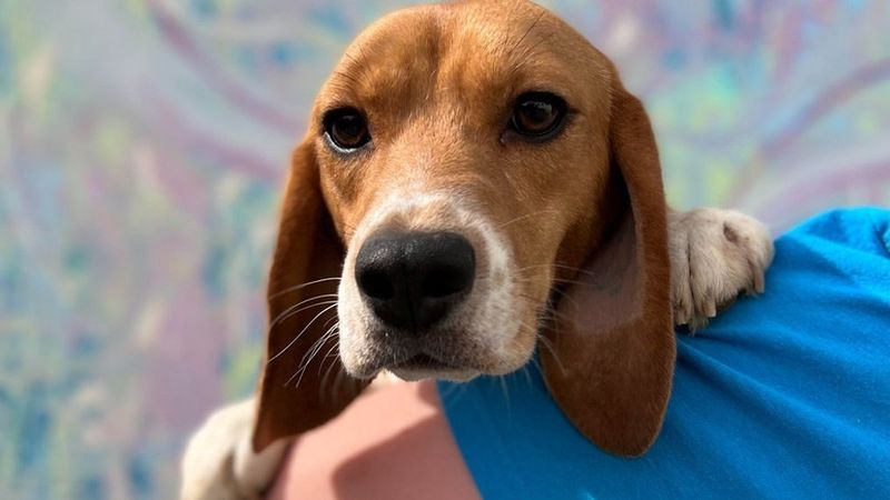 Beagle