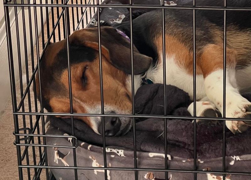 Beagle