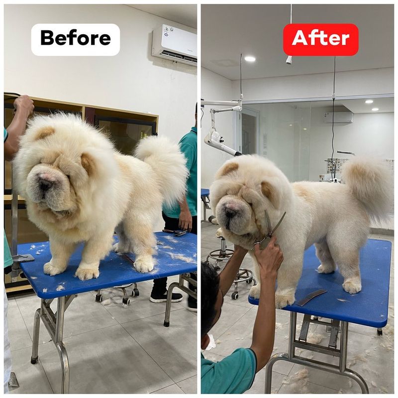 Chow Chow