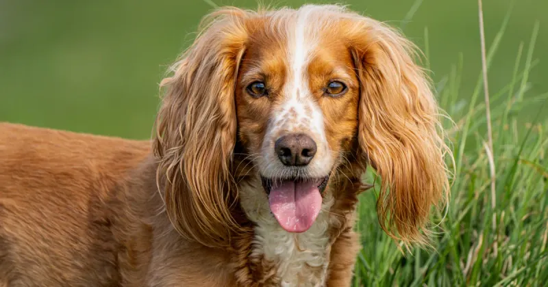 Courageous Cocker Spaniel