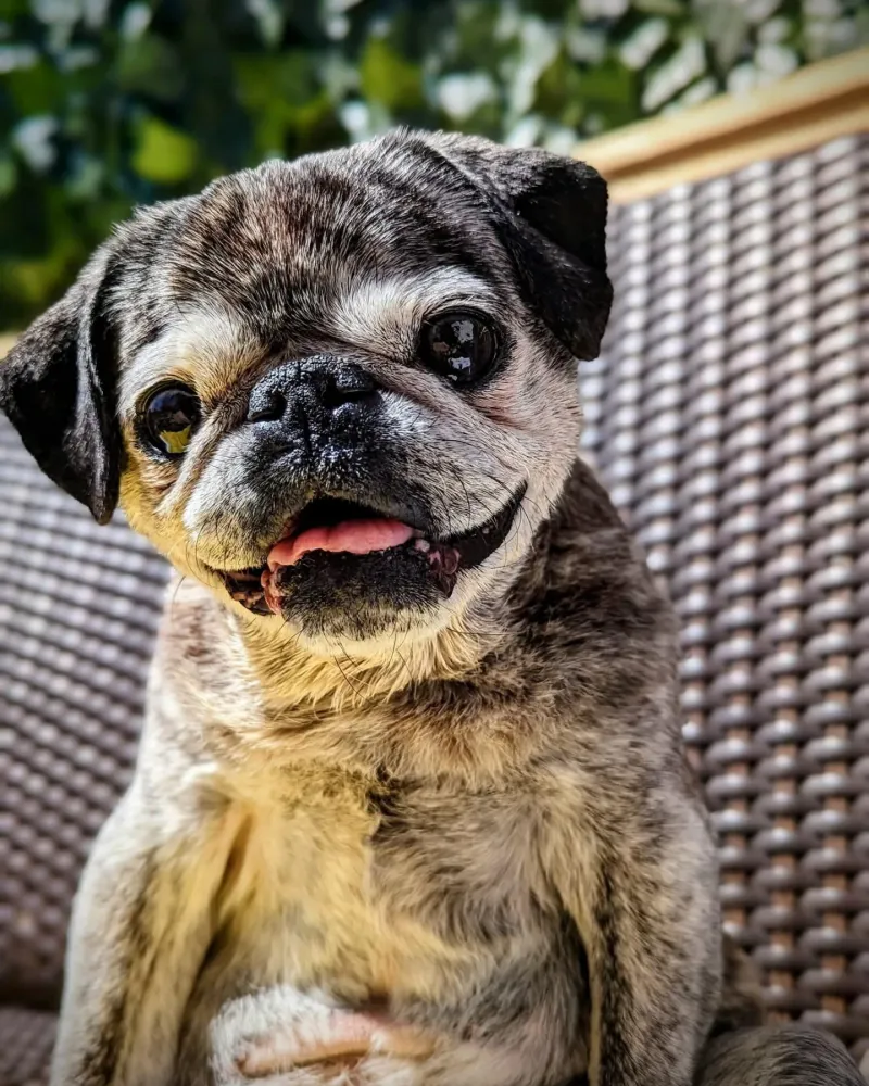 Pug - Overrated
