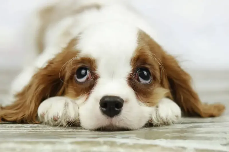 Cavalier King Charles Spaniel