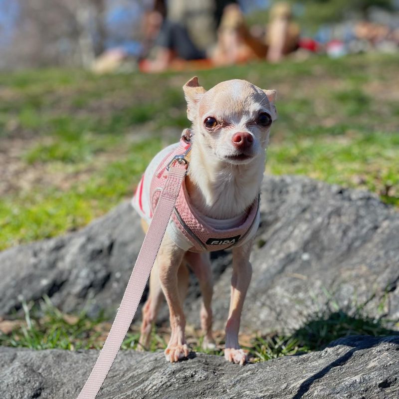 Chihuahua's Big Personality