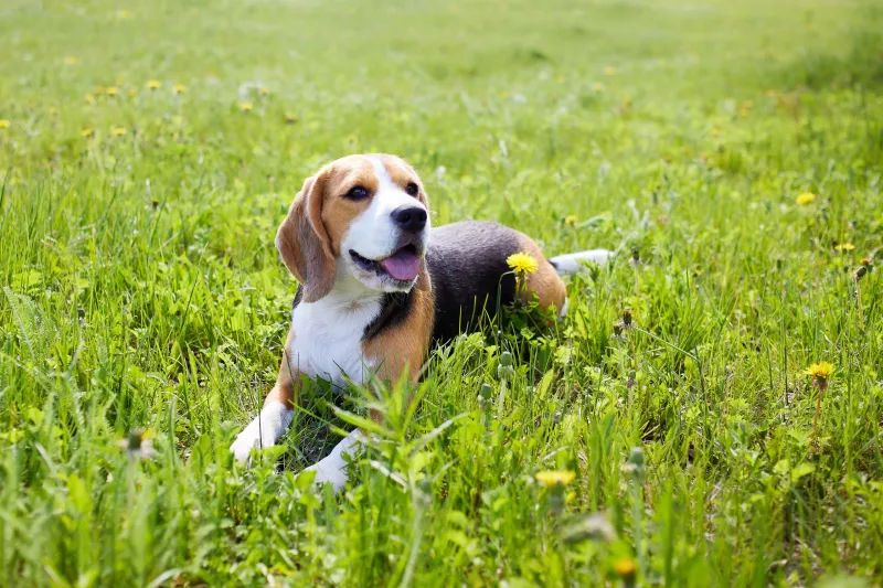 Beagle's Curious Companionship