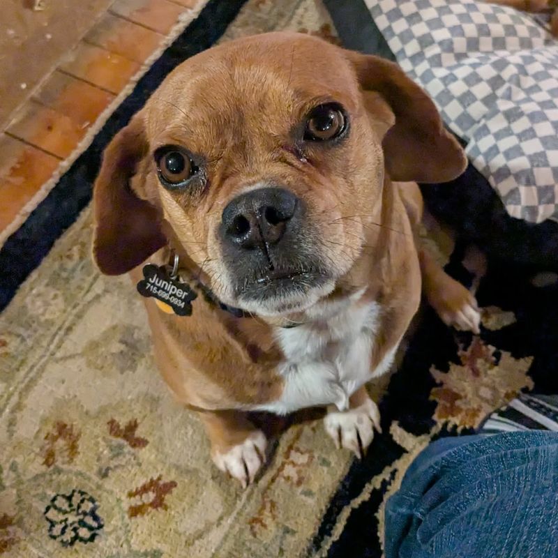 Puggle
