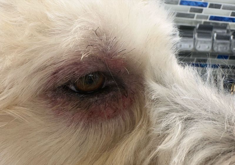 Allergic to Pet Dander