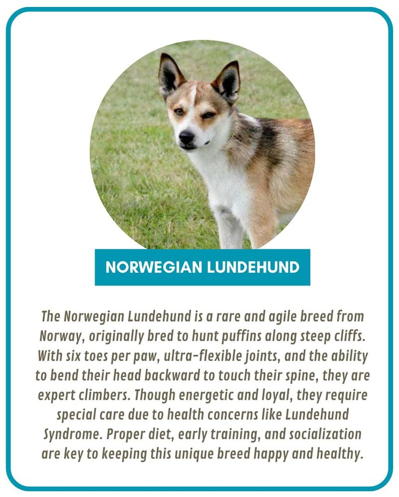 Norwegian Lundehund