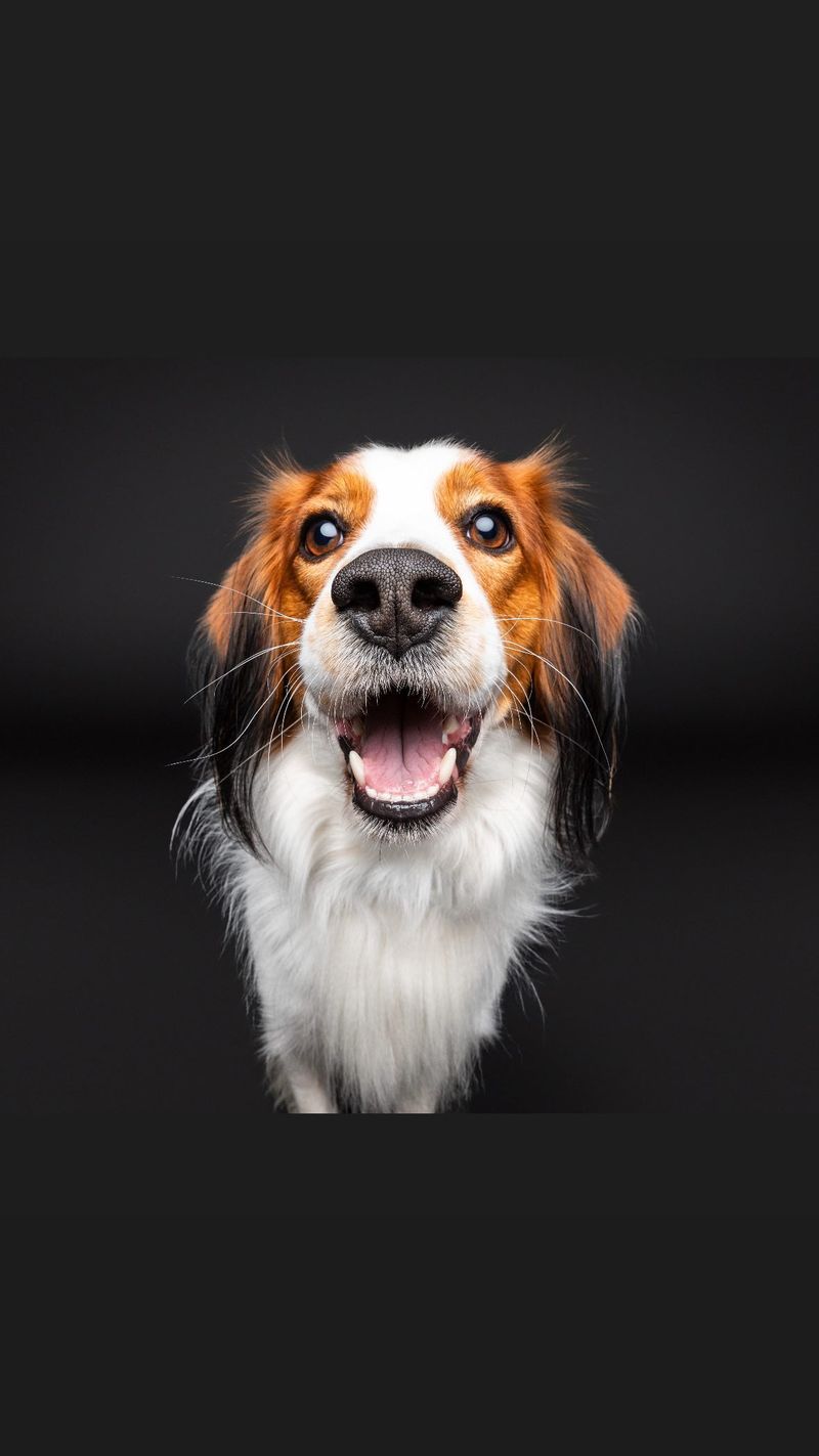 Kooikerhondje