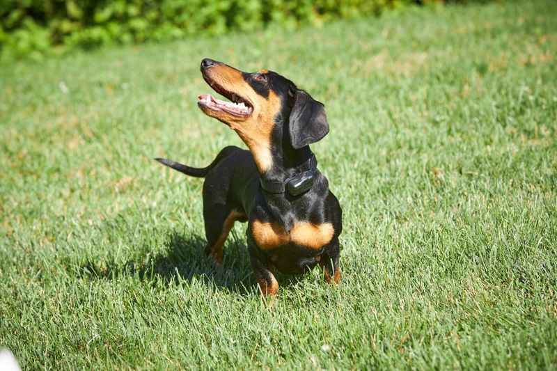 Dachshund