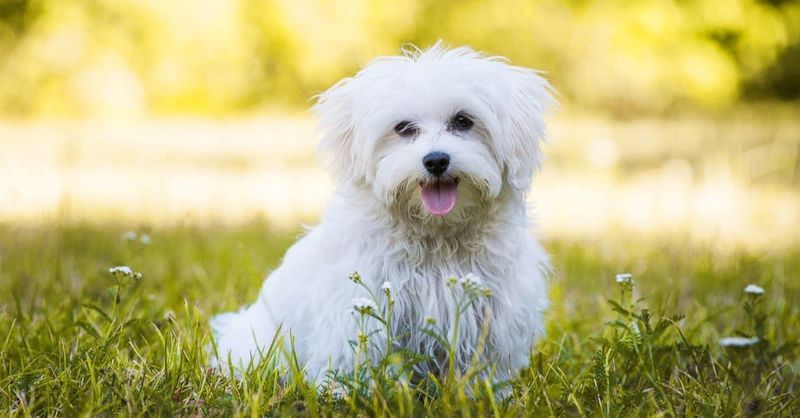 Maltese
