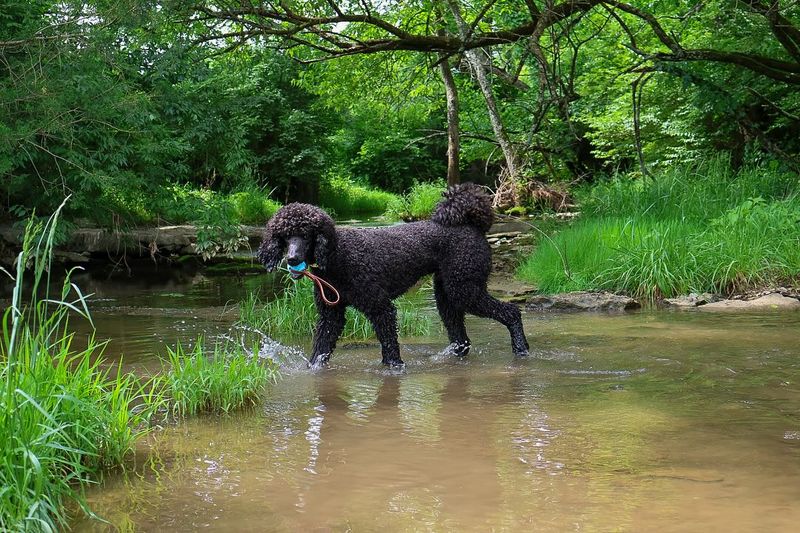 Standard Poodle