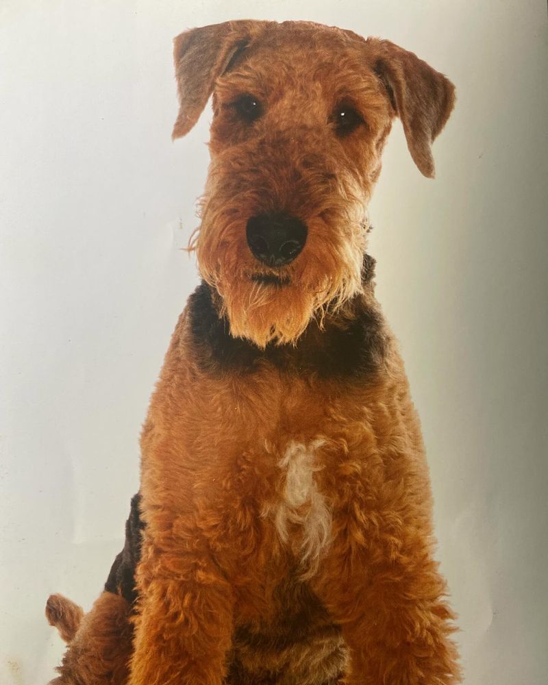 Airedale Terrier