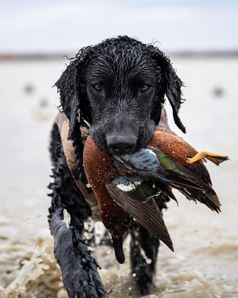Curly Coated Retriever
