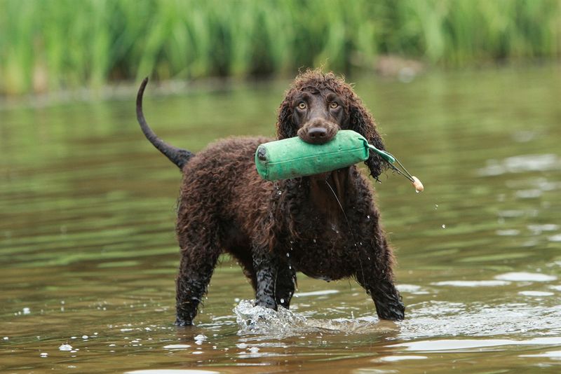 Irish Water Spaniel