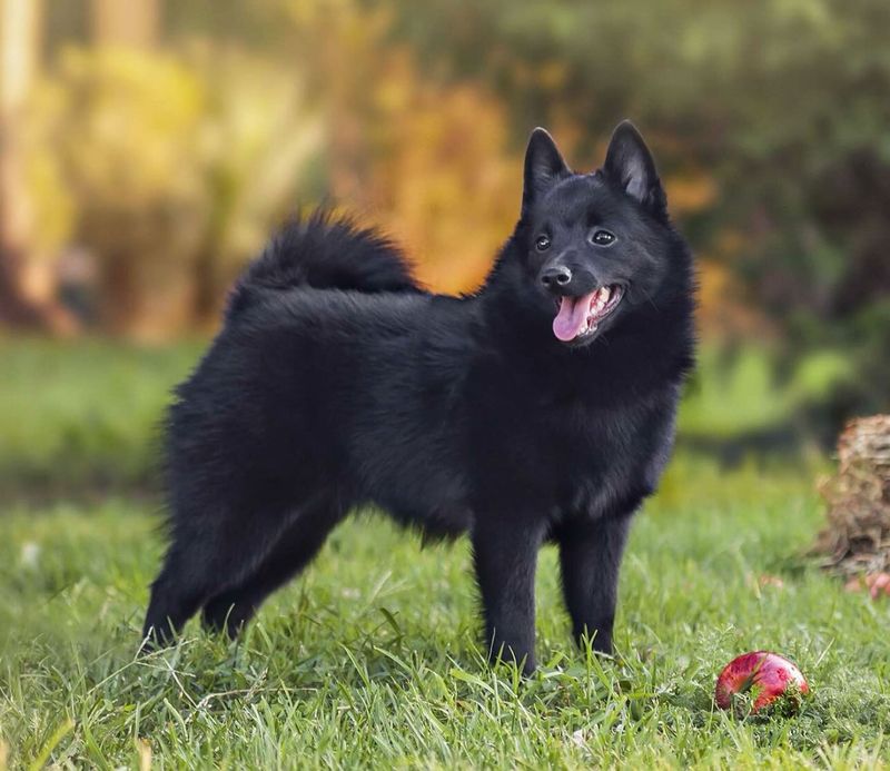 Schipperke