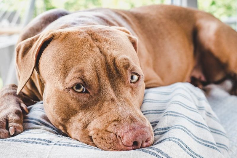 Pit Bulls