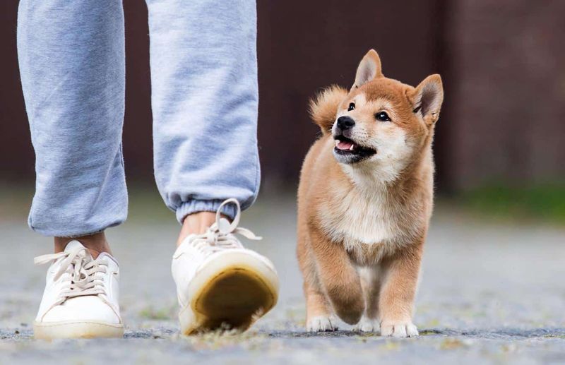 Following You Around