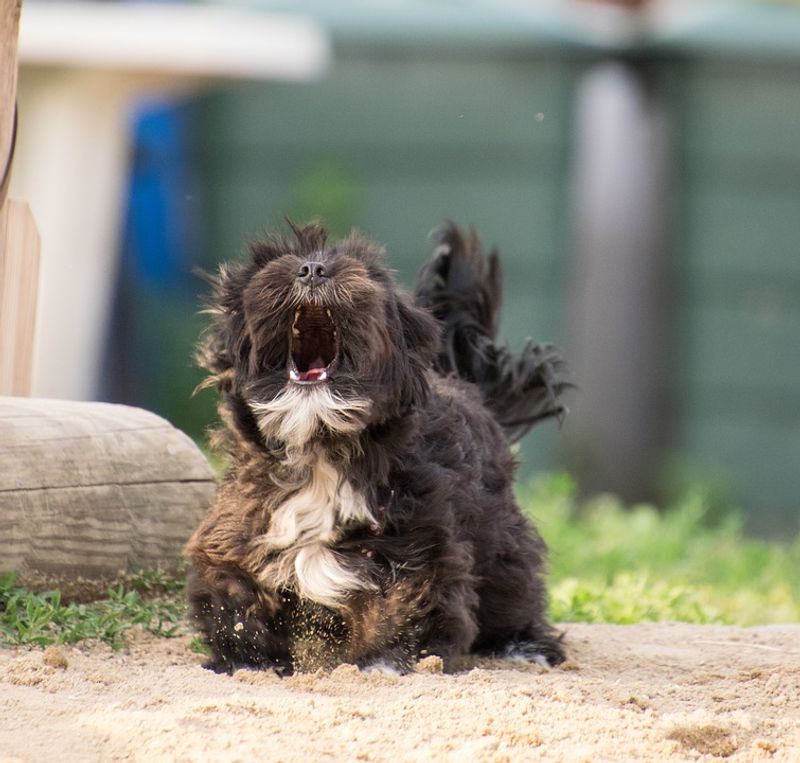 Excited Barking