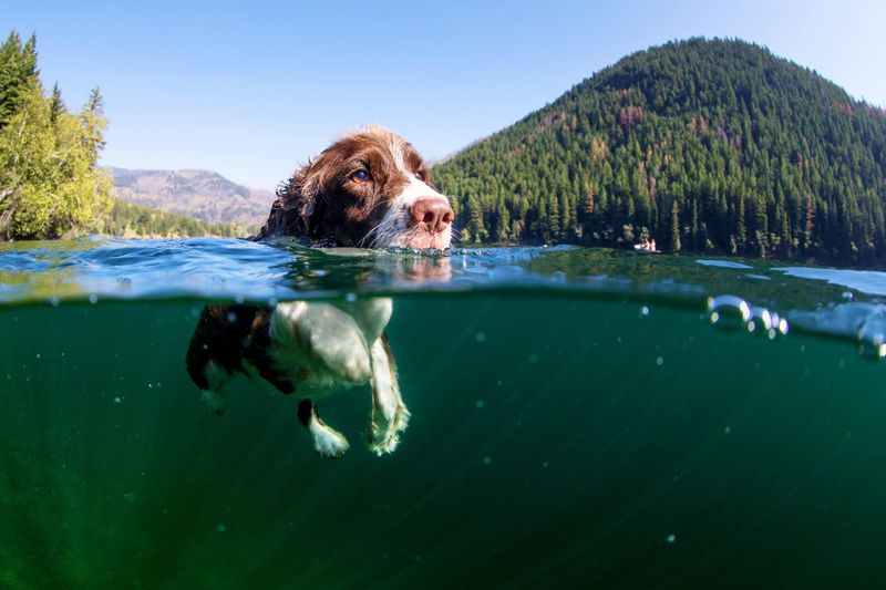 Swimming