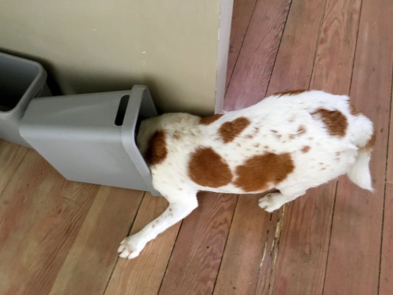 Forget to Secure Trash Bins