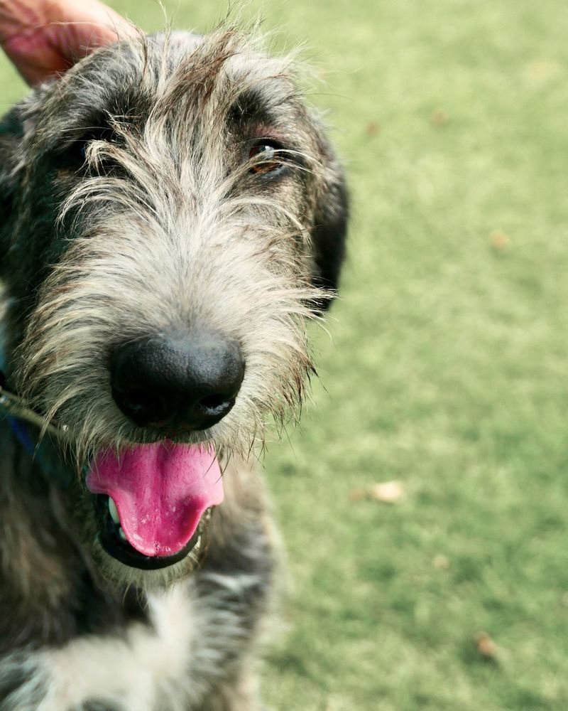 Irish Wolfhound