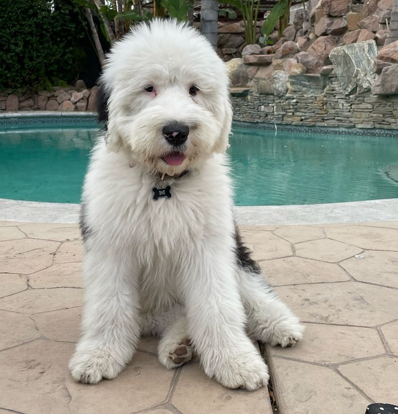 Old English Sheepdog