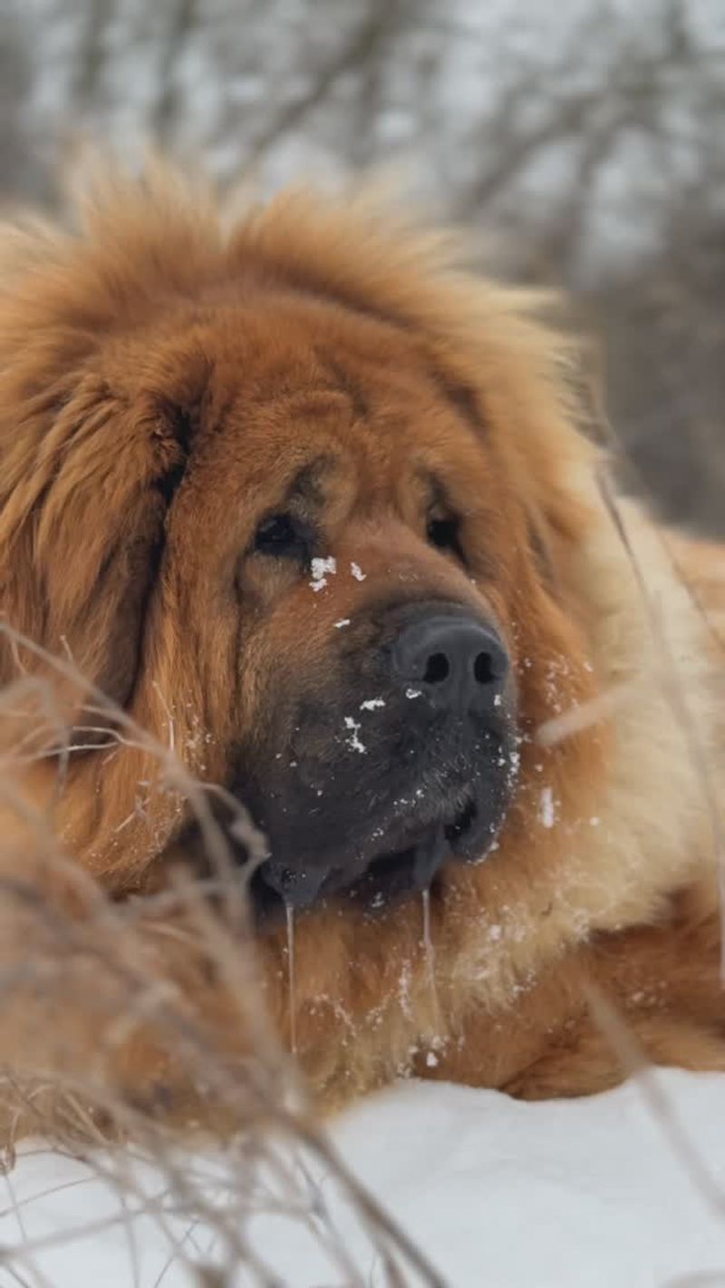 Tibetan Mastiff