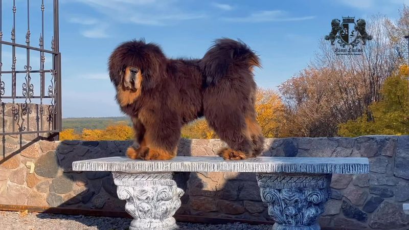 Tibetan Mastiff