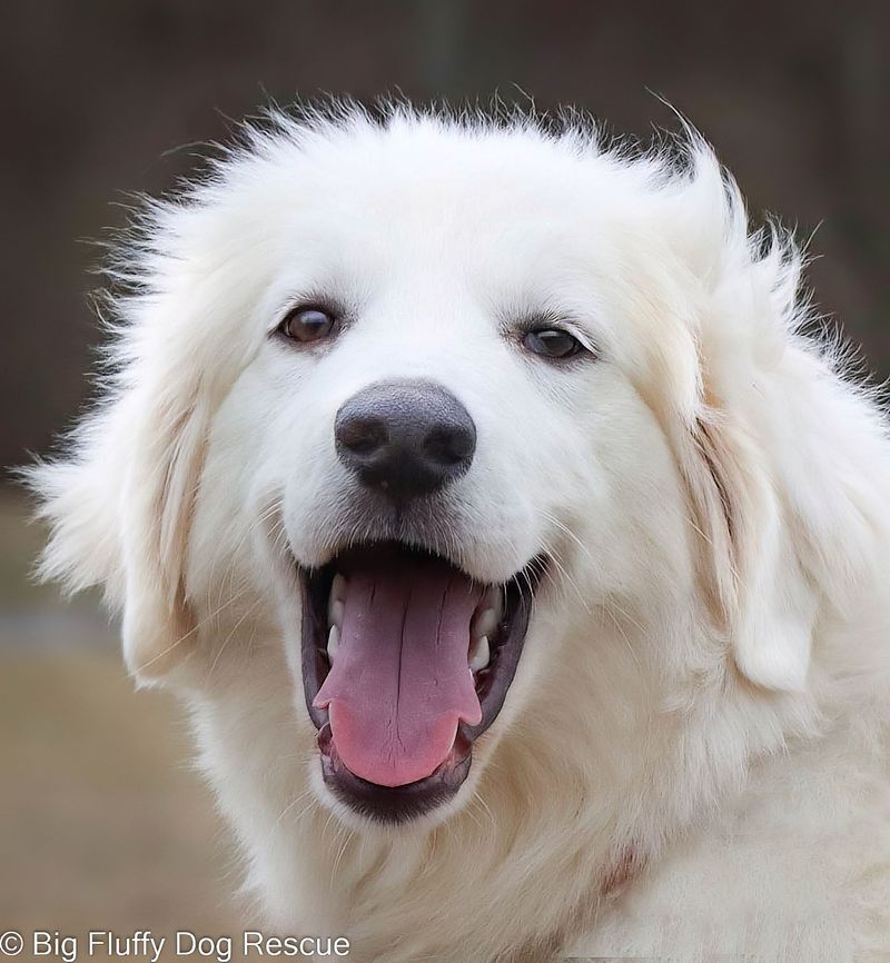 Great Pyrenees