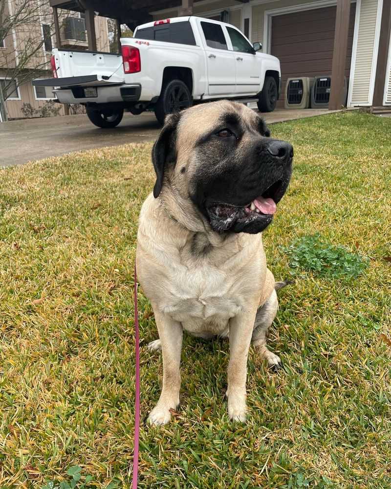 Mastiff