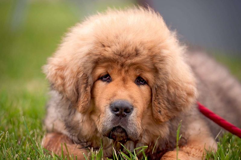 Tibetan Mastiff