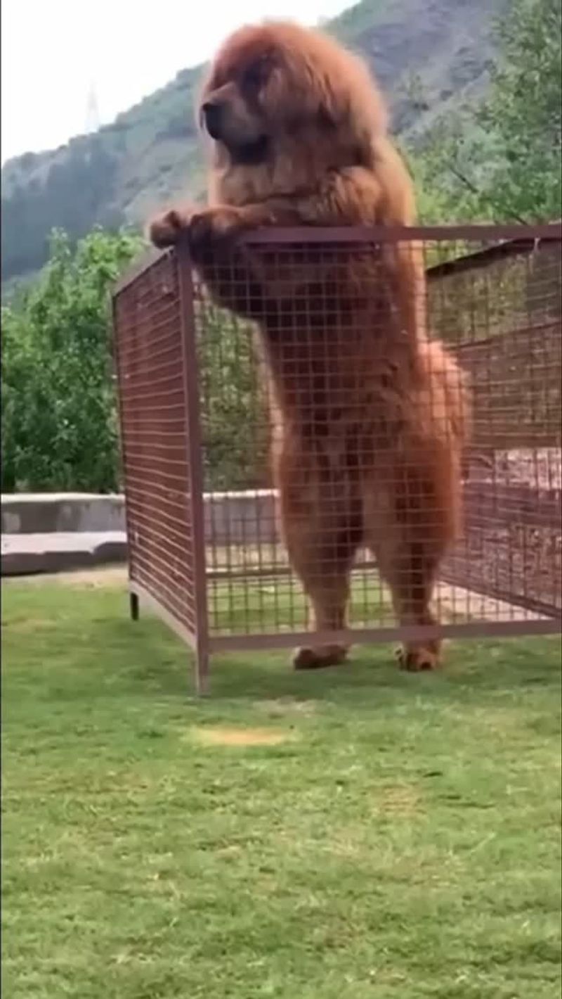 Tibetan Mastiff